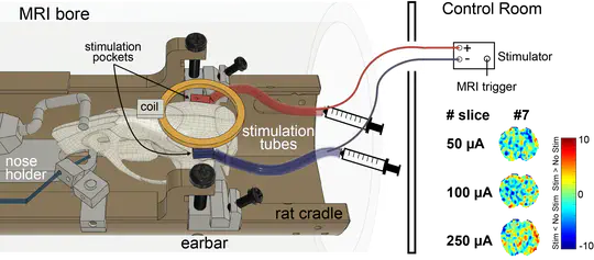 TES-fMRI in rats