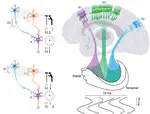 Brain rhythms have come of age