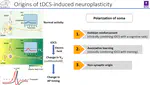 Transcranial electrical stimulation (TES) induced synaptic plasticity in freely moving rats