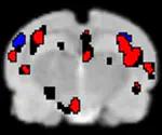 Whole brain mapping of transcranial electrical stimulation-induced effects by BOLD-fMRI in rats